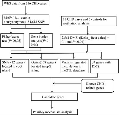 The Interaction Analysis of SNP Variants and DNA Methylation Identifies Novel Methylated Pathogenesis Genes in Congenital Heart Diseases